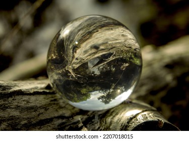 Crystall Ball In A Tree(Montejo Beech Forest In Madrid)