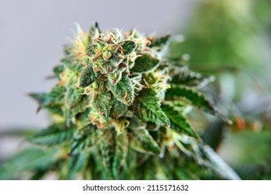 Crystalline Isolate THC-A and CBD. 
Close-up Hemp cannabis plant and hemp inflorescence with crystal THC.
Marijuana on a gray isolated background.
