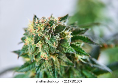 Crystalline Isolate THC-A and CBD. 
Close-up Hemp cannabis plant and hemp inflorescence with crystal THC.
Marijuana on a white isolated background. Cbd strain blooming.