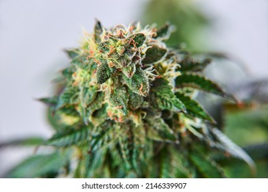 Crystalline Isolate THC-A and CBD. 
Close-up Hemp cannabis plant and hemp inflorescence with crystal THC.
Marijuana on a white isolated background. Cbd strain blooming.