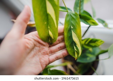 Ctenanthe High Res Stock Images Shutterstock
