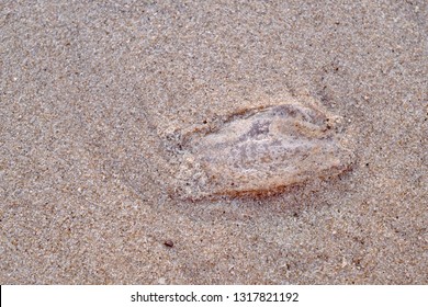 Ctenophora Or Comb Jellyfish