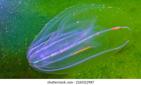 Ctenophores, comb invader to the Black Sea, jellyfish Mnemiopsis leidy. Black Sea