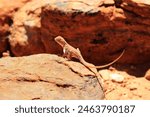 Ctenophorus caudicinctus, ring-tailed dragon or ring-tailed bicycle-dragon is a species of agamid lizard occurring in rocky ranges and outcrops of Australia, like Watarrka National Park (Kings Canyon)