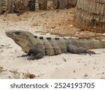 Ctenosaura similis, known as black iguana or black spiny-tailed iguana. Iguana lizard in Mexico.