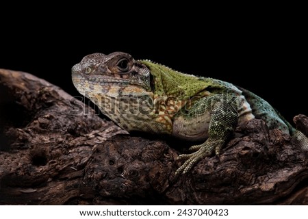 Ctenosaura similis lizard closeup on wood, beautiful lizard skin, animals closeup