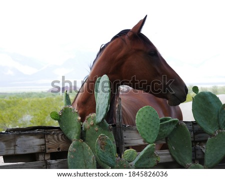 Cuatro Cienegas, Coahuila, Mexico:

Horse riding at a Mexican celebration.