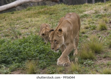 Cub