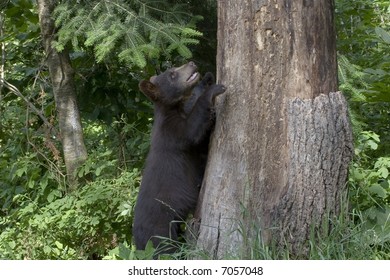 cub climbing a tree