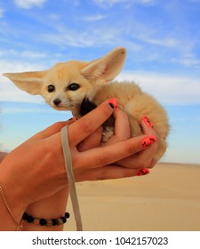 Cub Foxes, The Fennec Fox In The Desert