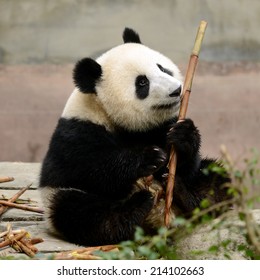 Cub Of Giant Chinese Panda Bear Eating Bamboo Chengdu, China 