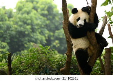 Cub Of Giant Panda Bear Playing On Tree Chengdu, China 