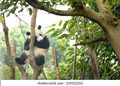 Cub Of Giant Panda Bear Sleeping On Tree Chengdu, China 