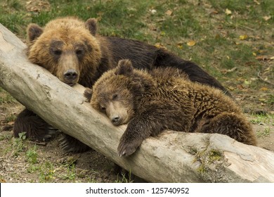 Cub Sleeping On The Trunk Of A Fallen Tree Beside Mother Bear