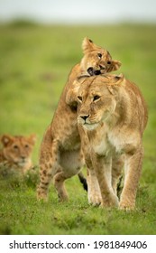 Cub stands on hind legs biting lioness