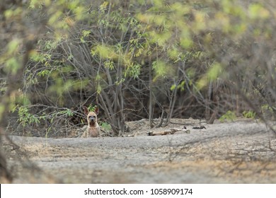 Cub Of A Striped Hyena In Its Den, Little Rann Of Kutch