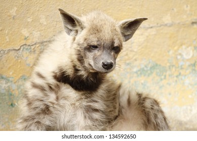 Cub Of Striped Hyena  Hyaena Hyaena