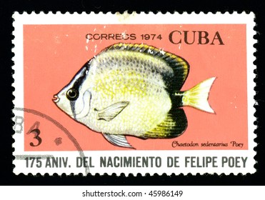 CUBA - CIRCA 1974: A postage stamp printed in the Cuba shows image a sea life, the fish "Chaetodon Sedentarius Poey", circa 1974