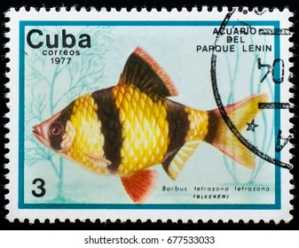 CUBA - CIRCA 1977: a stamp printed in the Cuba, dedicated aquarium fish and shows Tiger Barb (Barbus tetrazona), circa 1977