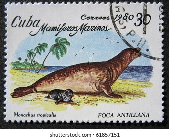 CUBA - CIRCA 1980: A Stamp Printed By Cuba Shows Caribbean Monk Seal - Monachus Tropicalis, Circa 1980