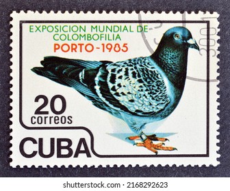 Cuba - circa 1985 : Cancelled postage stamp printed by Cuba, that shows Carrier Pigeon (Columba livia forma domestica), circa 1985.