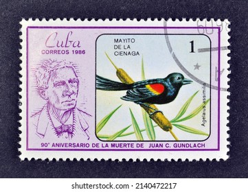 Cuba - circa 1986 : Cancelled postage stamp printed by Cuba, that shows Red-shouldered Blackbird (Agelaius assimilis), 90th Anniversary of the Death Juan Cristobal Gundlach, circa 1986.