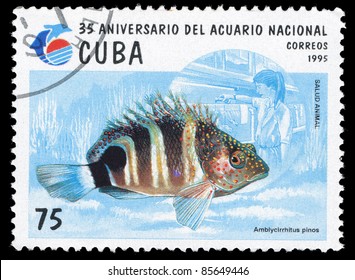 CUBA - CIRCA 1995: A Stamp printed in CUBA shows Amblycirrhitus pinos, circa 1995