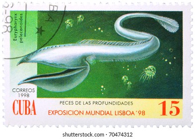 CUBA - CIRCA 1998: A Stamp Printed In Cuba Showing Pelican Eel, Circa 1998