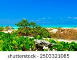 Cuba landscape turquoise water tropical plants and blue sky