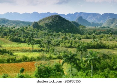 Ass hæk begynde Cuba Nature Images, Stock Photos & Vectors | Shutterstock