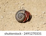 Cuba - Playa Larga - Caribbean hermit crab (Coenobita clypeatus)