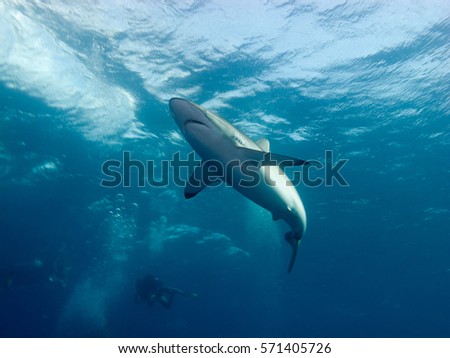 Cuba, Silky shark (Carcharhinus falciformis) in blue water