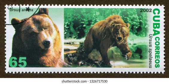 Grizzly Bears by Bill O'Neil
