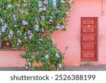 Cuba,Cienfuegos. Street scenes and old buildings and doors. Bougainvillea vines growing on wall. 2016-03-30