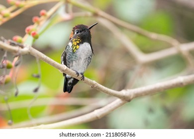 Cuban Bee Hummingbird Sitting On A Branch