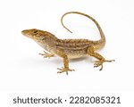 Cuban brown anole, Bahaman or De la Sagras anole - Anolis sagrei - side front view looking at camera. isolated on white background, detail throughout 