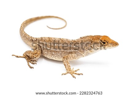 Cuban brown anole, Bahaman or De la Sagras anole - Anolis sagrei - side view looking at camera. isolated on white background, detail throughout