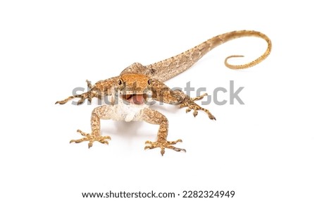 Cuban brown anole, Bahaman or De la Sagras anole - Anolis sagrei - front face view with mouth open looking at camera. isolated on white background, detail throughout 