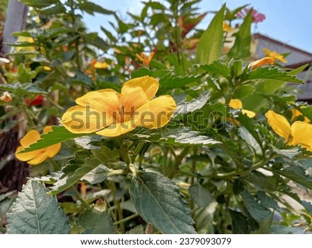 Cuban Buttercup Plant with yellow flowers surrounded with deep green leaves