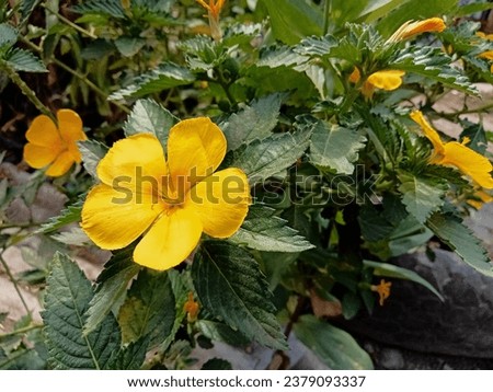 Cuban Buttercup Plant with yellow flowers surrounded with deep green leaves