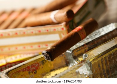 Cuban Cigar Box And Person Smoking Cigar. Habano Cigar Wrapper Is A Leaf Grown From A Cuban Seed, Hence The Word 