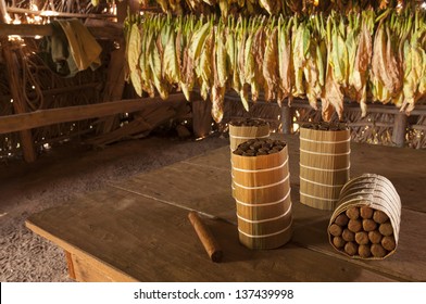 Cuban Cigars In Drying House, Vinales, Cuba