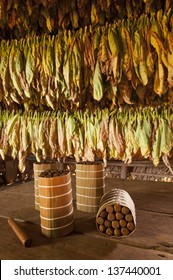 Cuban Cigars In Drying House, Vinales, Cuba