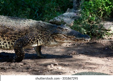 Cuban Crocodile