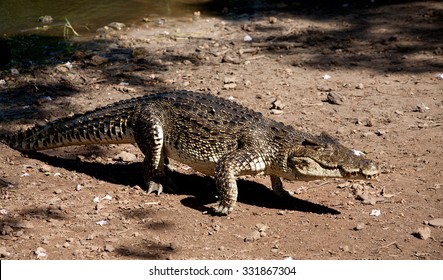 Cuban Crocodile