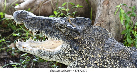 Cuban Crocodile