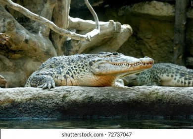 Cuban Crocodile