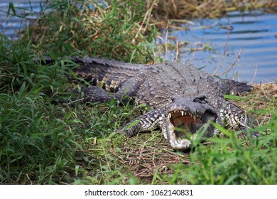 Cuban Crocodile, Zapata Swamp, Zapata Peninsula, Cuba 