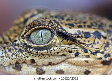 Cuban Crocodile, Zapata Swamp, Zapata Peninsula, Cuba 