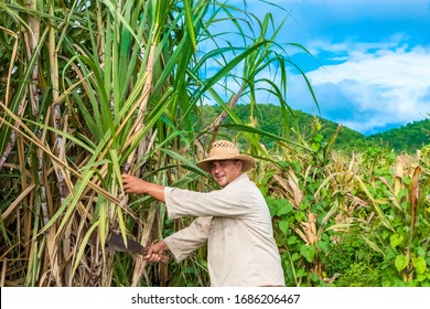  Cuban Field Farmer On The Sugarcane Field During The Harvest In Santa Clara Cuba - Serie Cuba Reportage